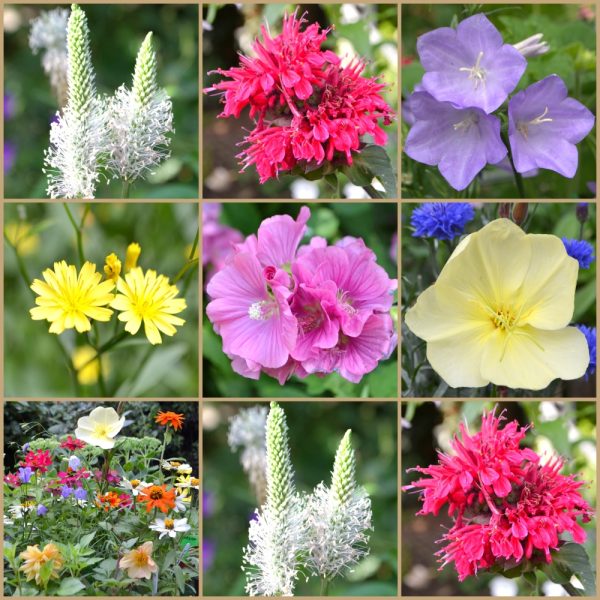 nine live plants for tortoises for sale at hever tortoise world