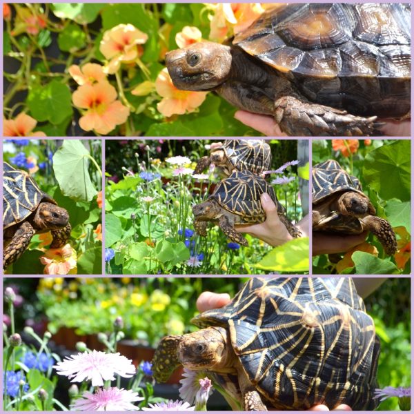 organic plug plants for tortoise enclosures at hever tortoise world