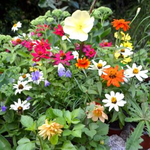 live plants for tortoises for sale at hever tortoise world