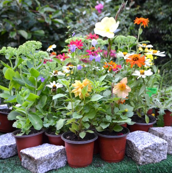 buy tortoise live plant bundles at hever tortoise world