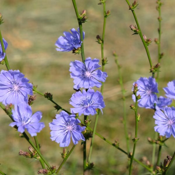 wild chicory plants for sale at hever tortoise world