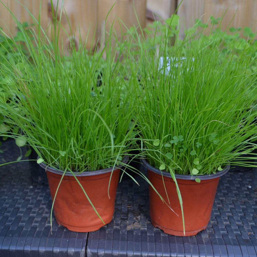 LIVE PLANT TORTOISE TREAT POTS Hever Tortoise World