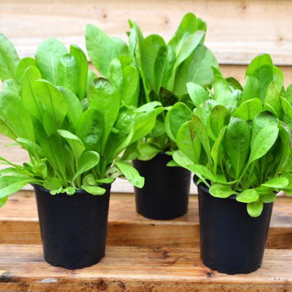 Organic Radicchio live potted plants Organic Radicchio live potted plants for sale uk