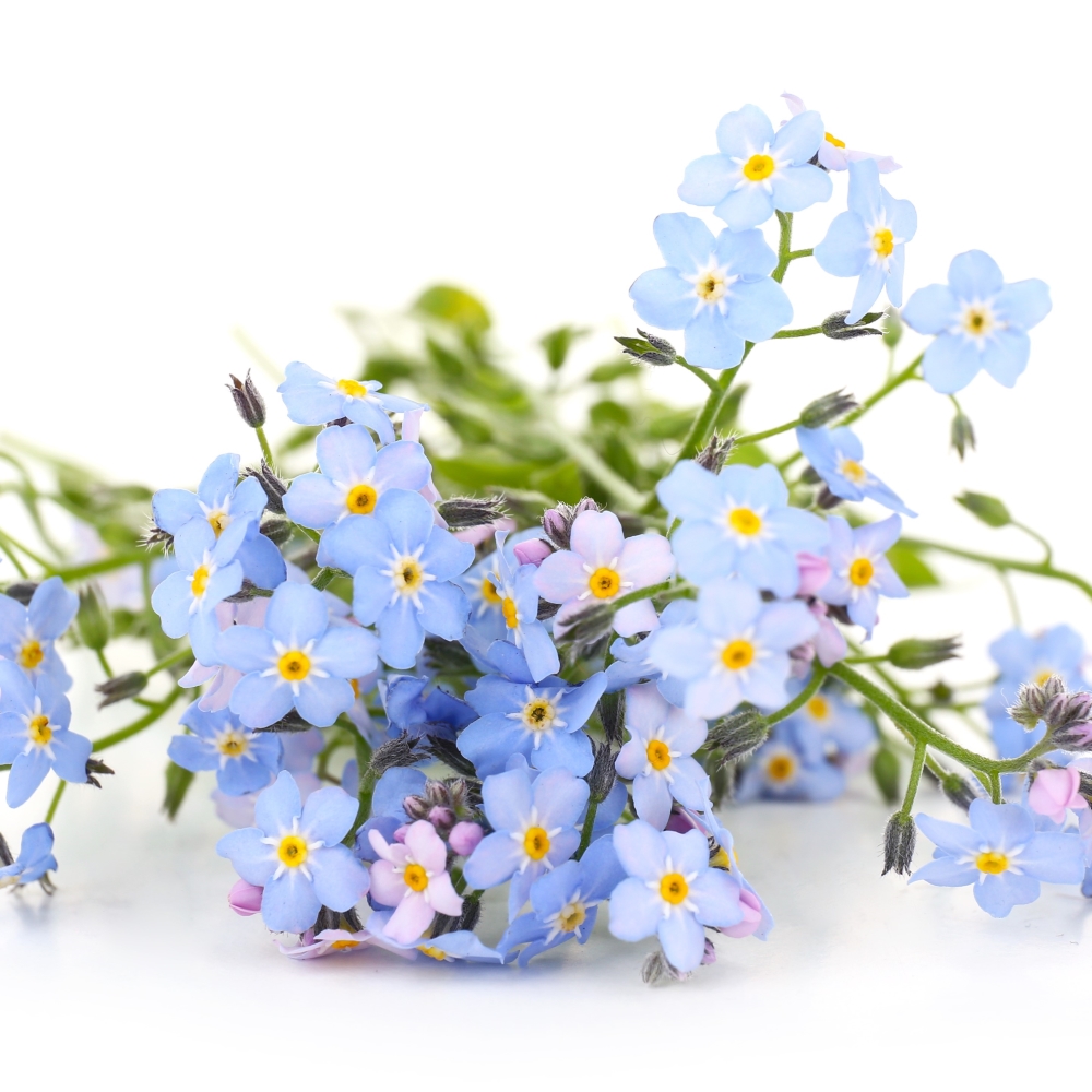 blue forget me not potted plants for tortoises