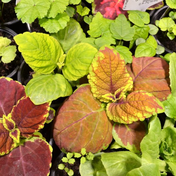 Coleus House Plants for Tortoises, Uromastyx, Bearded Dragons and Iguanas at Hever Tortoise World