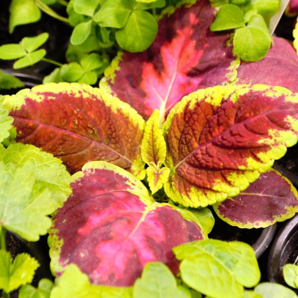 Coleus Plants for Tortoises 7 Coleus House Plants for Tortoises online