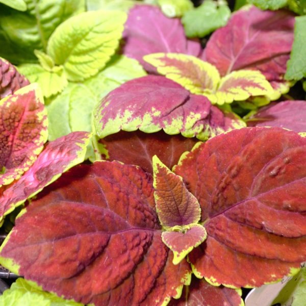House Plants Coleus for Tortoise, Iguanas, Bearded Dragons and Uromastyx at Hever Tortoise World