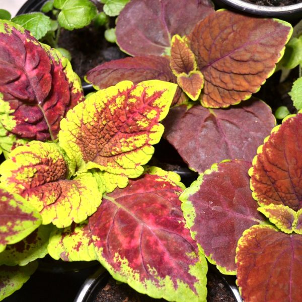 Buy House Plant Coleus for Tortoises online