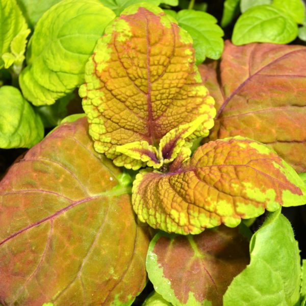 Buy Coleus Plants for Tortoises, Iguanas and Bearded Dragons at Hever Tortoise World