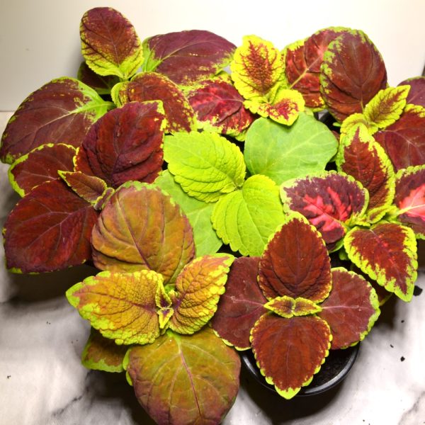 Coleus Plants for Tortoises online at Hever Tortoise World