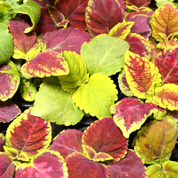 Coleus Plants for Tortoises online