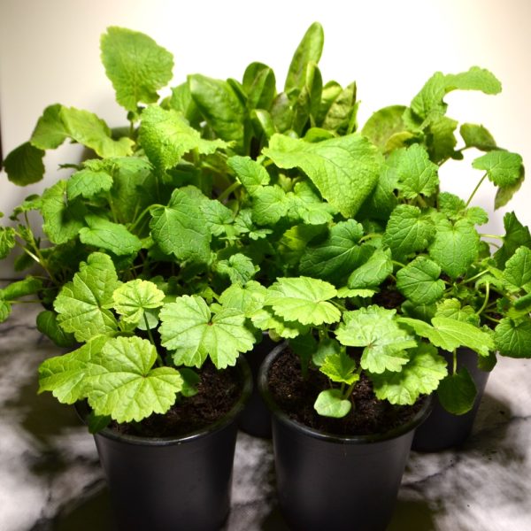 Common Mallow, Radicchio, Red Deadnettle and Turnip Green Herb Pots at Hever Tortoise World