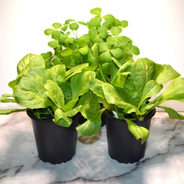 Crimson Clover and Endive Herb Pots at Hever Tortoise World