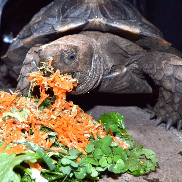 Tortoise Winter Diet. What can I feed my tortoise over winter?