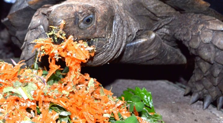 Tortoise Winter Diet. What can I feed my tortoise over winter?