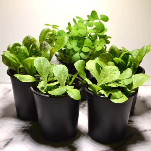 Radicchio, Endive and Crimson Clover Herb Pot for Tortoises and other Herbivorous Reptiles