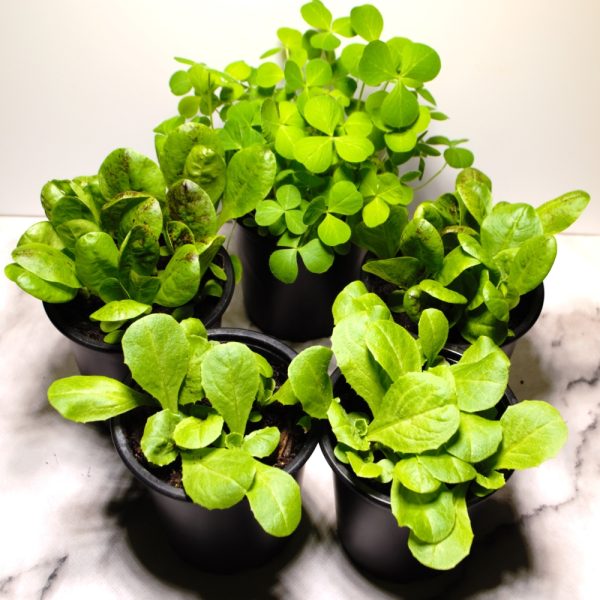Crimson Clover, Radicchio and Endive Herb Pot for Tortoises and other Herbivorous Reptiles