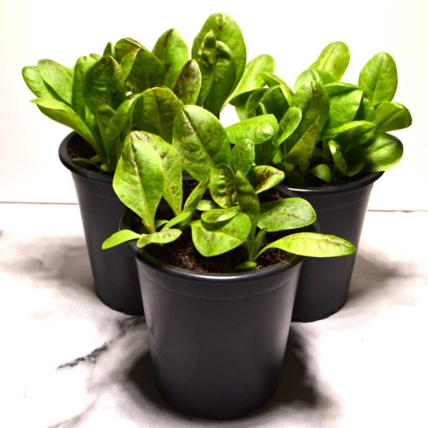 Herb Treat Pots for Tortoises Radicchio Herb Pot for Tortoises and other Herbivorous Reptiles