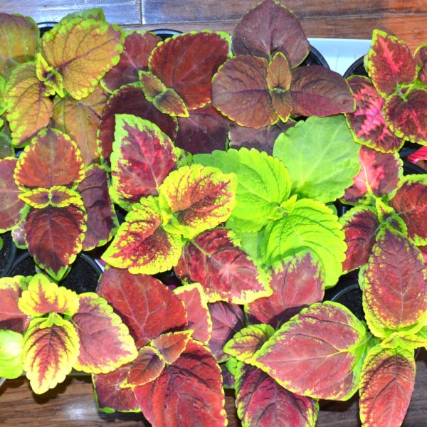 Coleus plants for tortoises at Hever Tortoise World