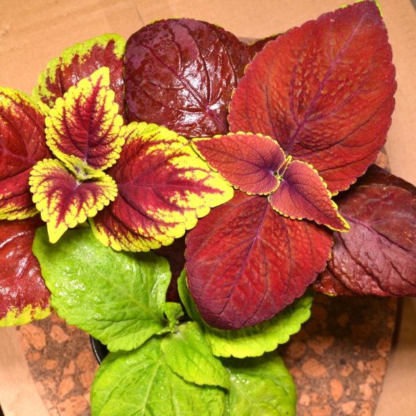 indoor coleus plants for tortoises for sale