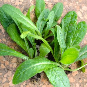 Organic Bristly Ox tongue Plug Plants for sale at Hever Tortoise World