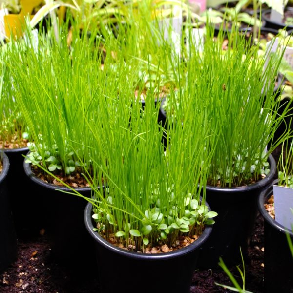 Organic Grass and Clover Pots for tortoises for sale