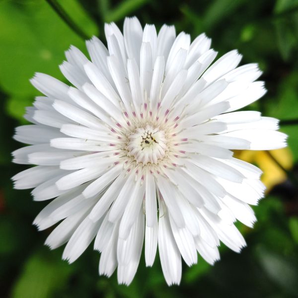Organic Pink Hawks Beard white flowers plants for sale