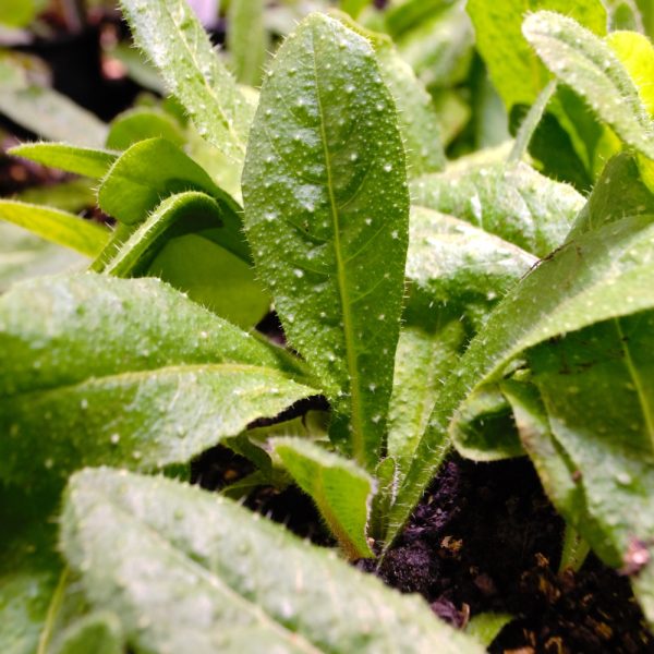 Organic Ribwort Plantain Plug Plants for sale online uk