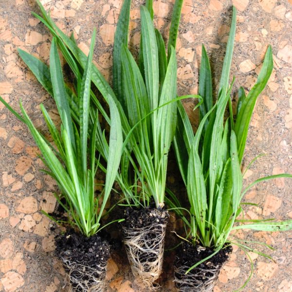 Organic Ribwort Plantain Plug Plants for sale uk