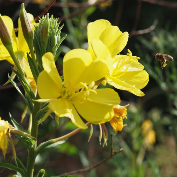 Organic Common Evening Primrose Plants for sale