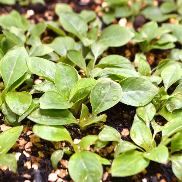 Organic Common Evening Primrose Plug Plants for sale