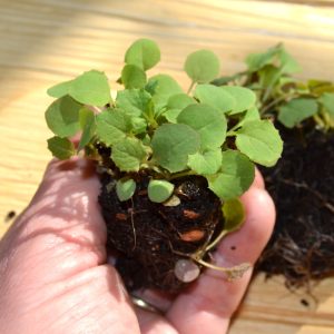 Common Sow Thistle Organic Plug Plants for sale