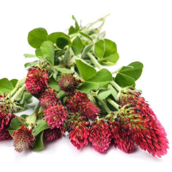 Organic Crimson Clover Plug Plants for Sale