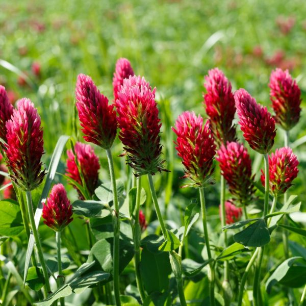 Organic Crimson Clover Plug Plants for Sale at Hever Tortoise World