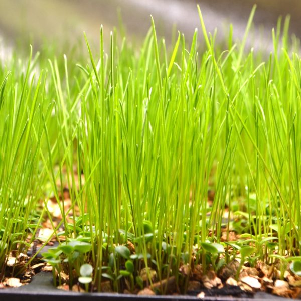 Organic Italian Rye Grass and Clover Plug Plants for sale online