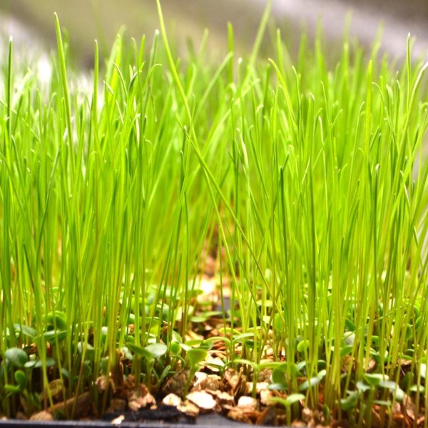 Organic Italian Rye Grass and Clover Plug Plants for sale