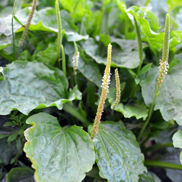 Organic Broadleaf Plantain Plug Plants for sale