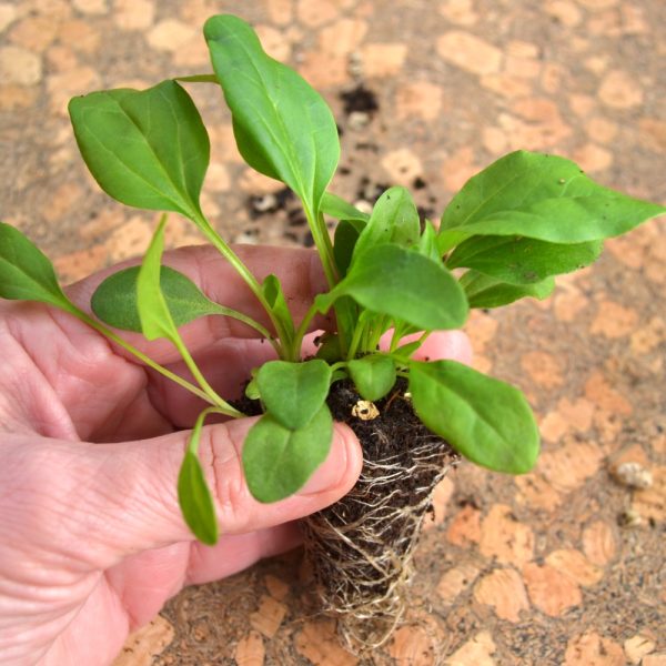 Organic Broadleaf Plantain Live Potted Plants for sale online UK