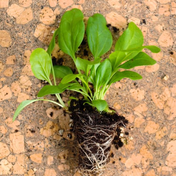 Organic Broadleaf Plantain Live Potted Plants for sale uk