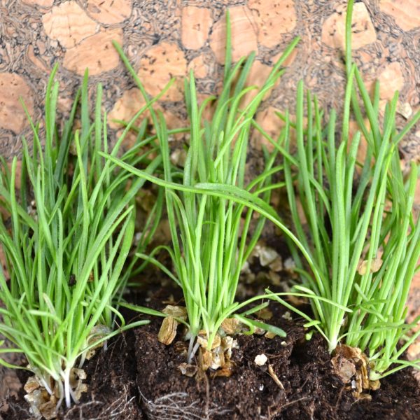 Organic Buck's Horn Plantain Live Potted Plants for sale