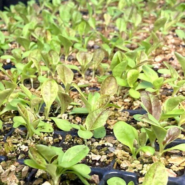 Organic Chicory Plants 2 Organic Chicory Rossa Di Treviso plants for sale online