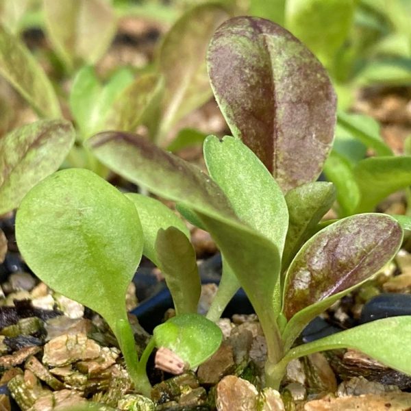 Organic Chicory Plants 3 Organic Chicory Rossa di Treviso plants for sale