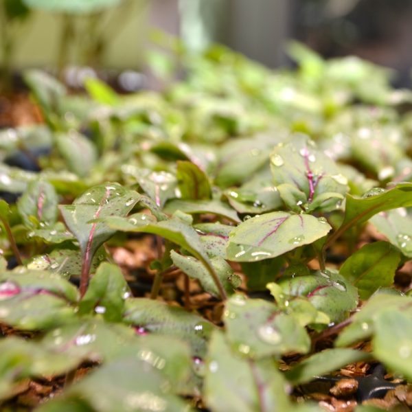 Organic Clarkia plants Buy Certified Organic Clarkia (Godetia) plants online at Hever Tortoise World