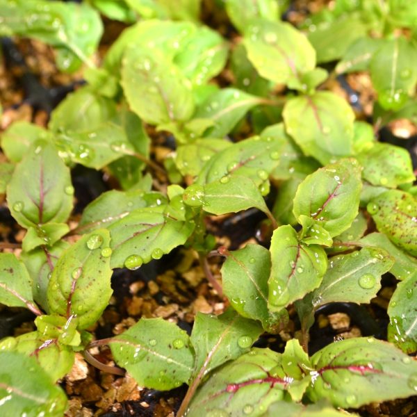 Organic Clarkia plants 3 Certified Organic Clarkia plants