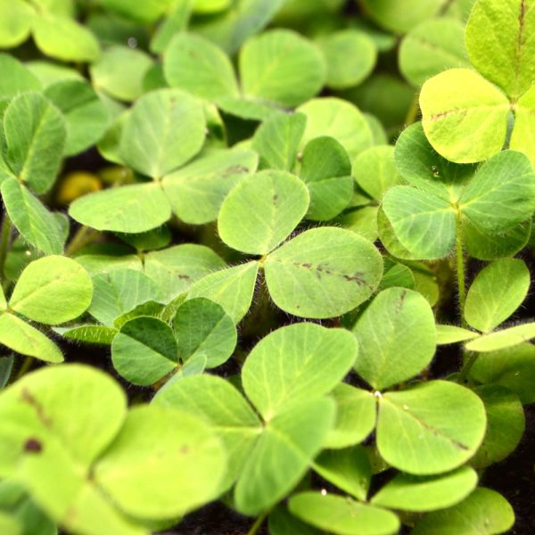 Organic Crimson Clover Plants for sale at Hever Tortoise World