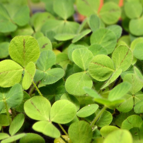 Organic Crimson Clover Plants for sale online