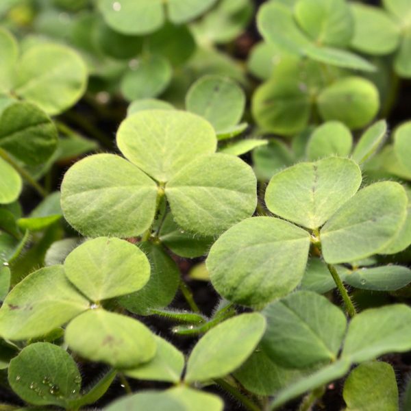 Organic Crimson Clover Plants for sale