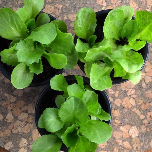 Organic Endive Live Potted Plants for sale uk