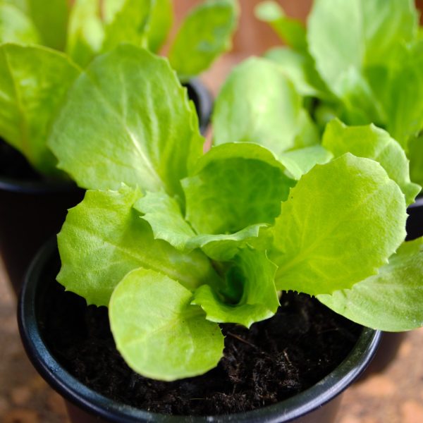 Organic Endive Live Potted Plants online UK