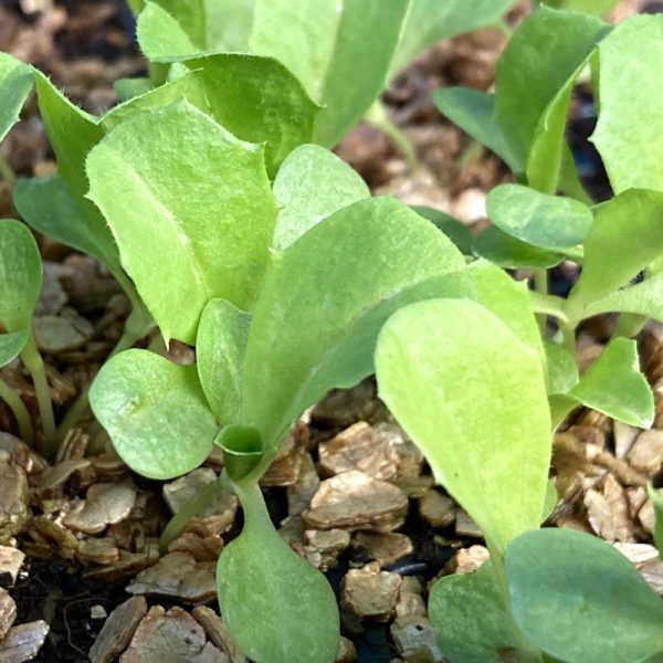 Organic Endive Plants for sale online